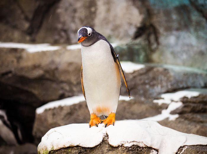 pinguin care merge prin zapada