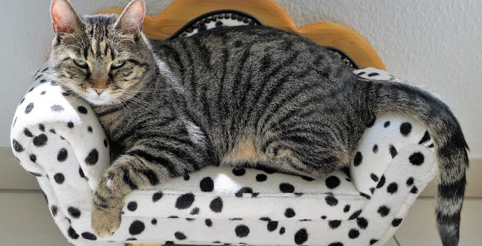 Pisica gri care sta pe o canapea în miniatură