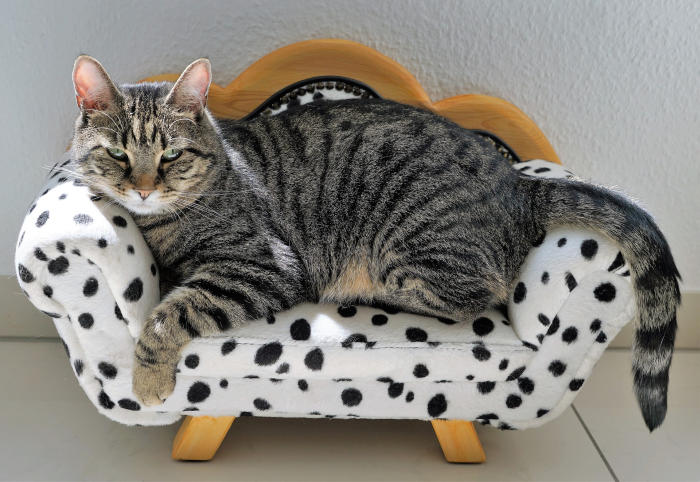 Pisica gri care sta pe o canapea în miniatură